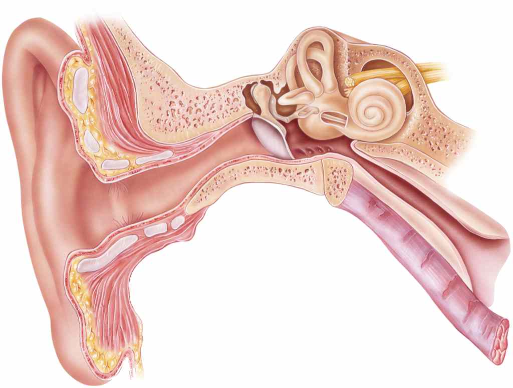 gambar-anatomi-telinga
