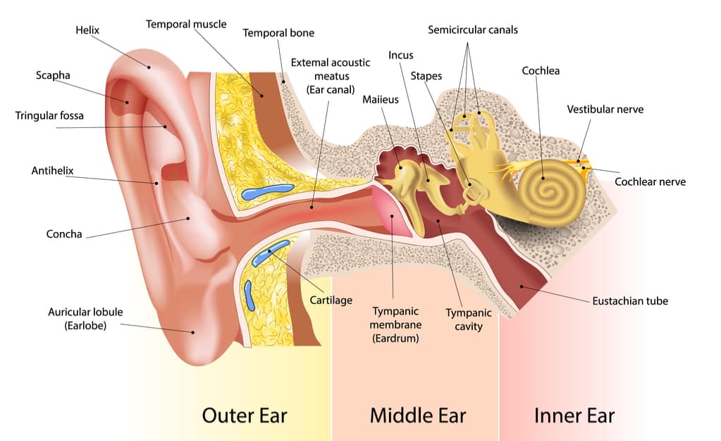anatomi telinga dalam