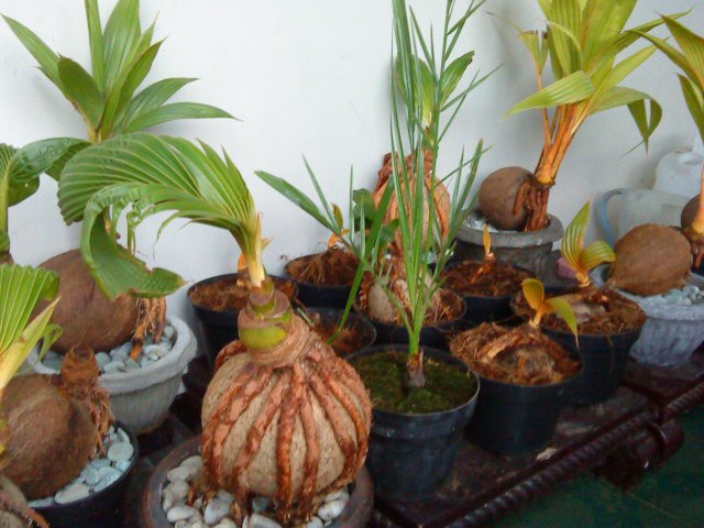 bonsai kelapa unik