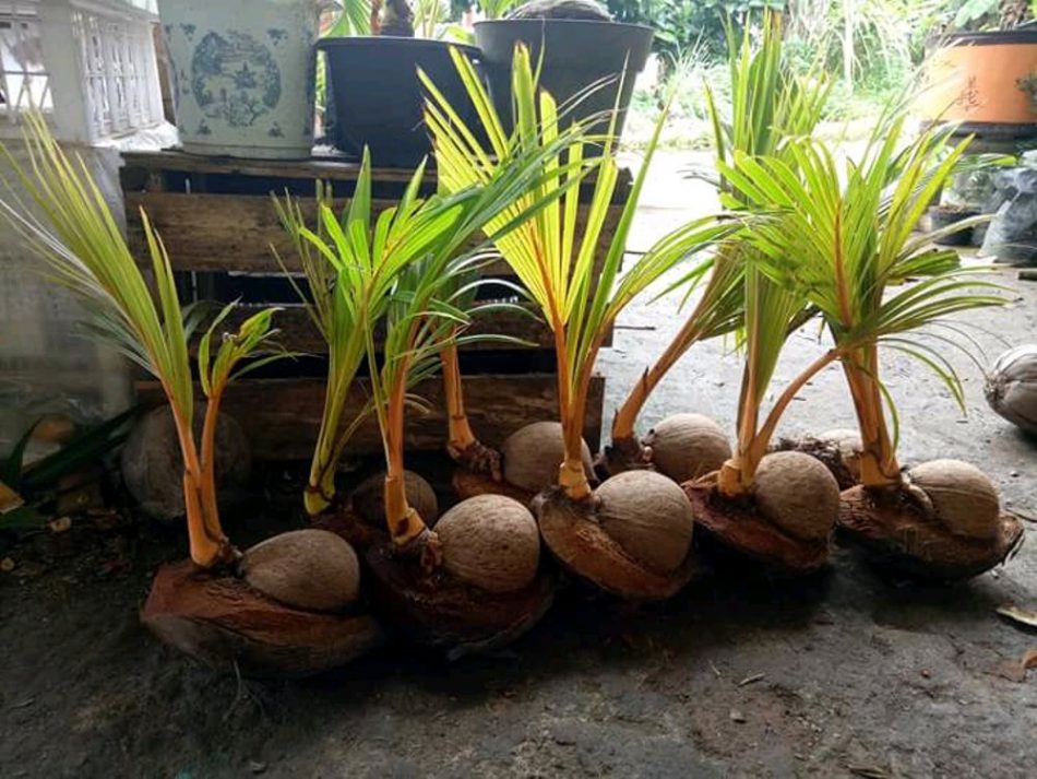 bonsai kelapa gading