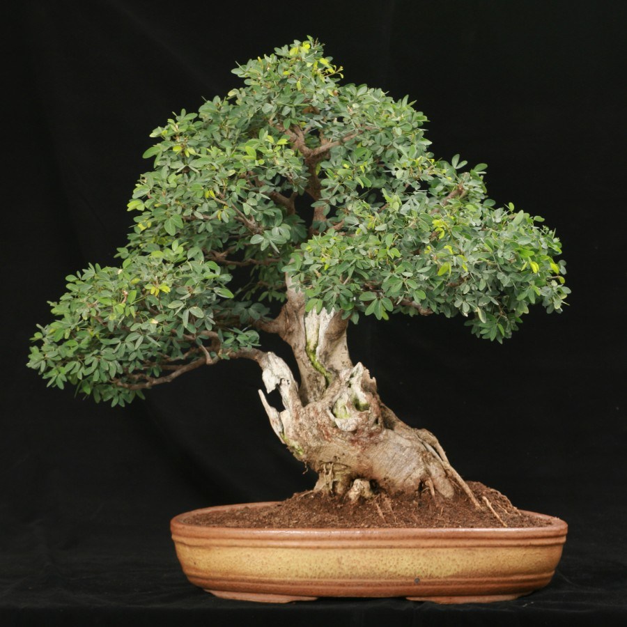 jenis-tanaman-bonsai-asam-londo