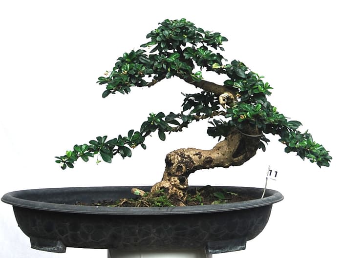 jenis-tanaman-bonsai-hokianti