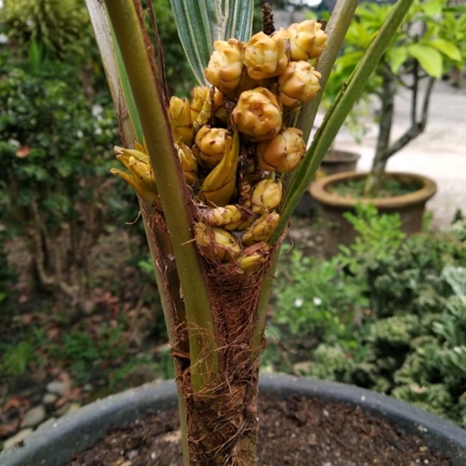 gambar bonsai kelapa berbuah