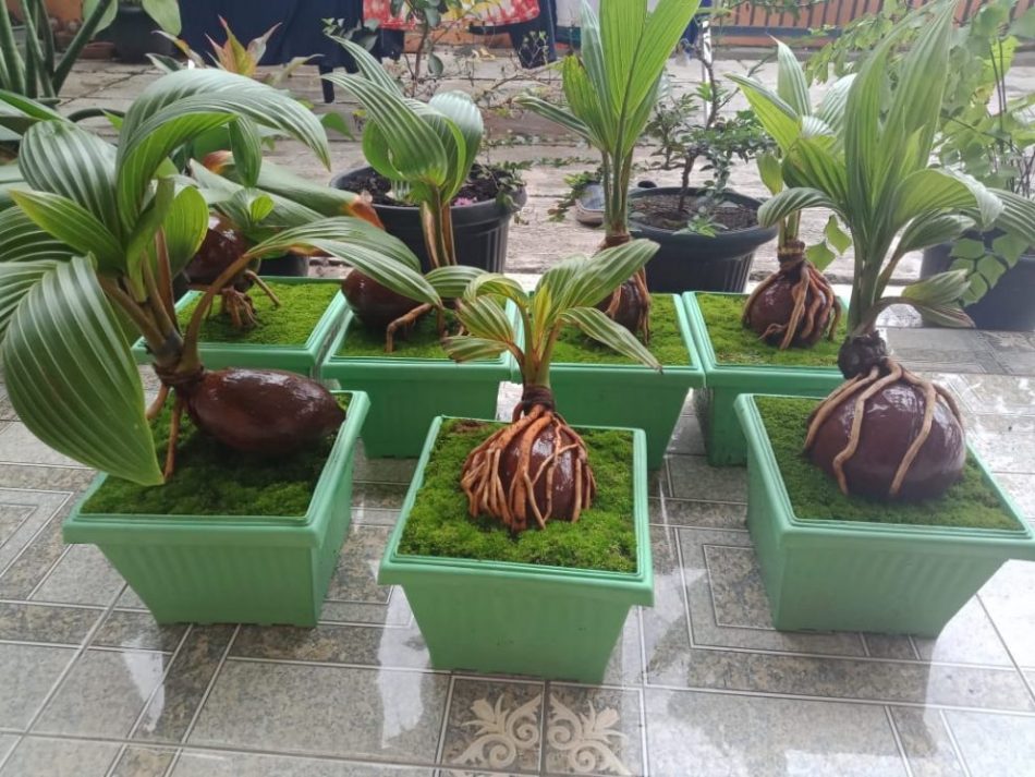 gambar bonsai kelapa