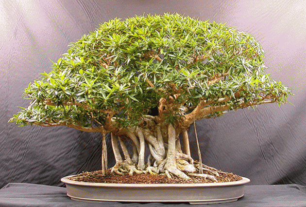 bonsai kupa landak