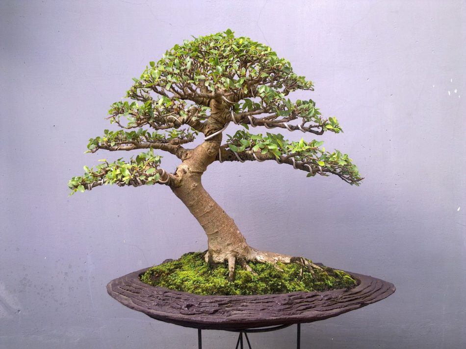 jenis-tanaman-bonsai-loa