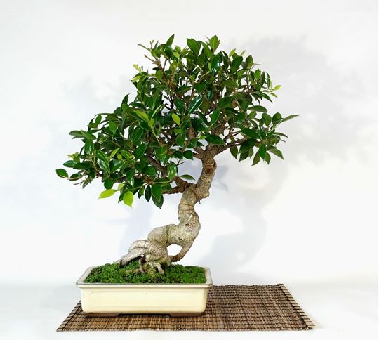 jenis-tanaman-bonsai-preh