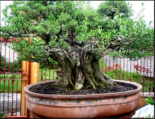 tanaman-bonsai-santigi