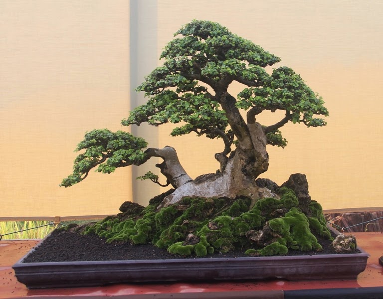 cara-membuat-bonsai-serut