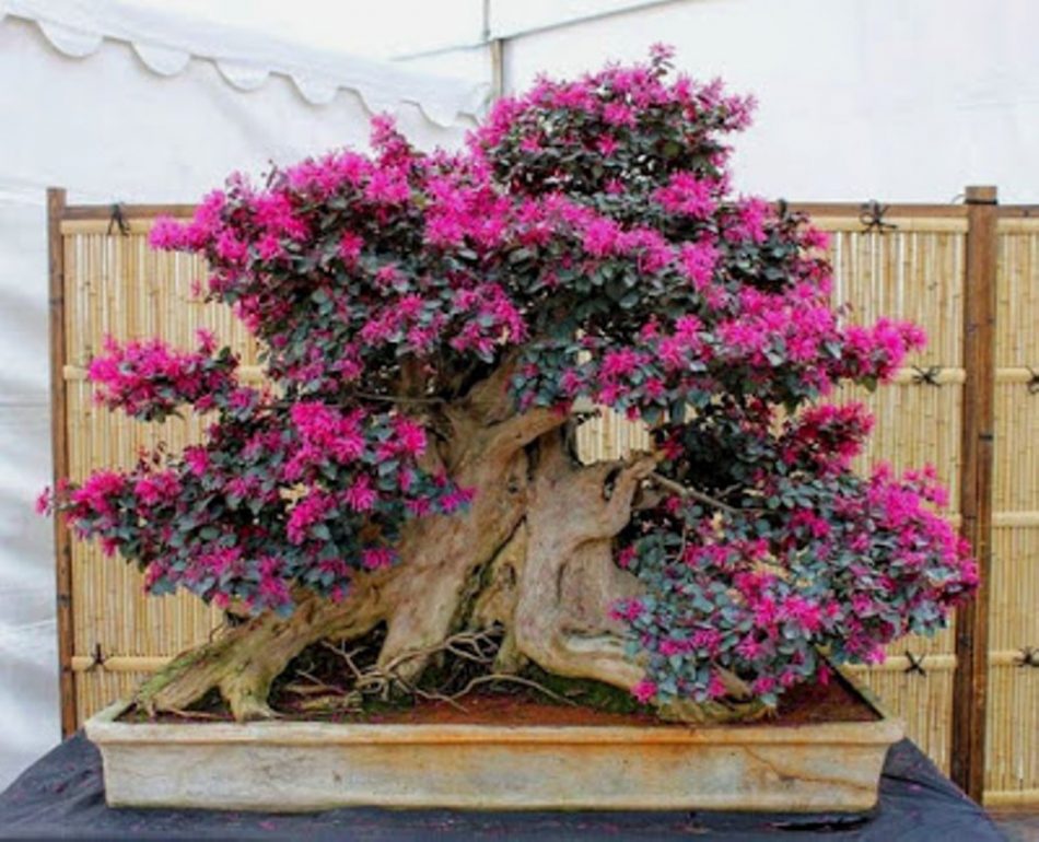 gambar bonsai serut merah