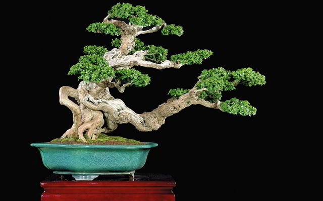 harga bonsai serut