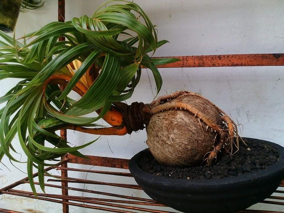 cara-membuat-bonsai-kelapa
