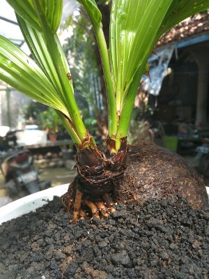 bonsai kelapa bercabang