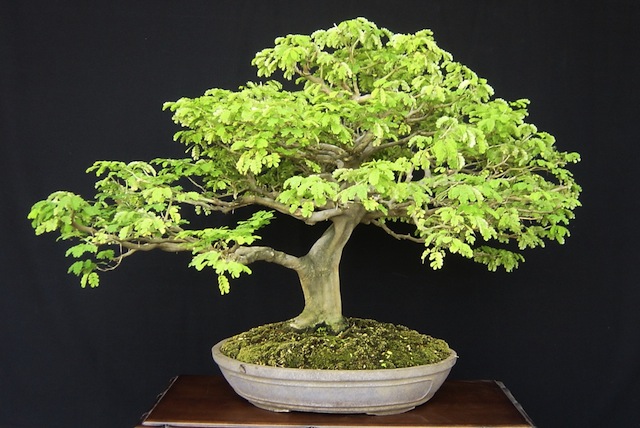 jenis-tanaman-bonsai-rain-tree