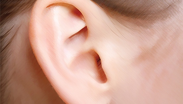 anatomi telinga luar