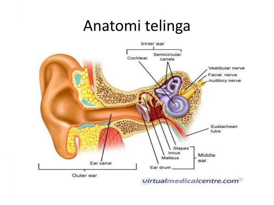 anatomi-telinga