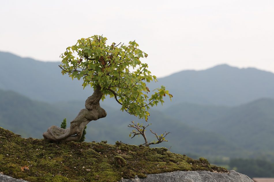 jenis-tanaman-bonsai