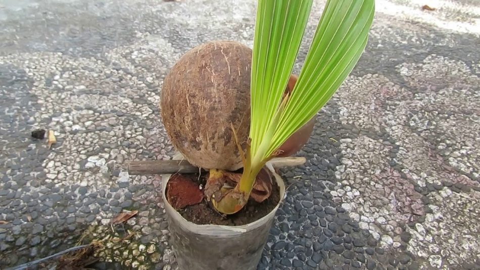 bonsai kelapa sawit