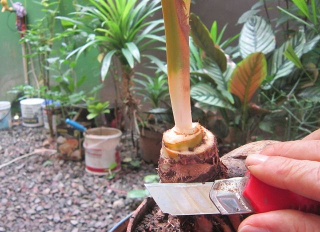 perawatan bonsai kelapa