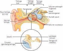 anatomi tht