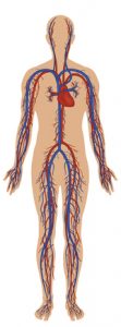 sistem-peredaran-darah-manusia