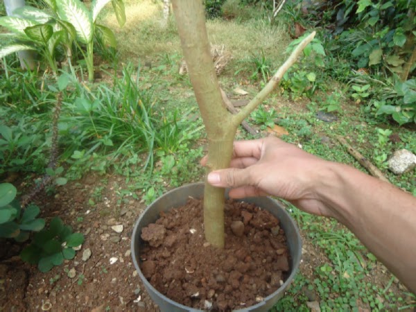 cara membuat bonsai serut