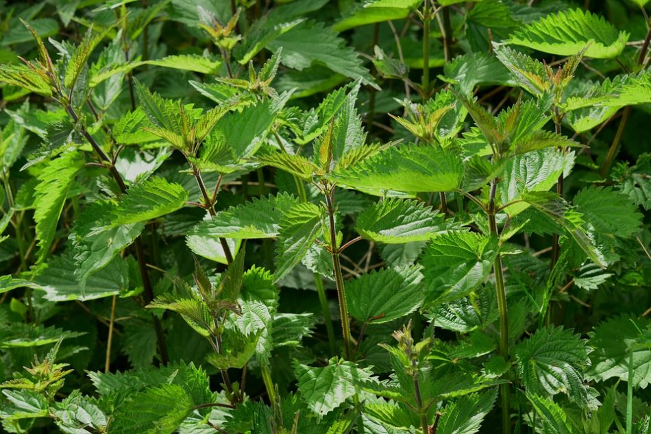 tanaman-herbal (jenis tanaman hidroponik)
