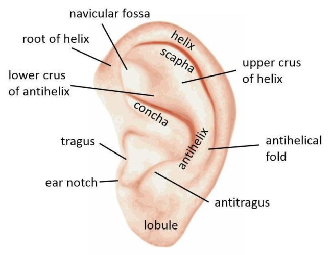 gambar telinga manusia