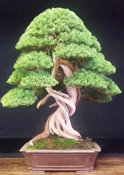 bankan bonsai