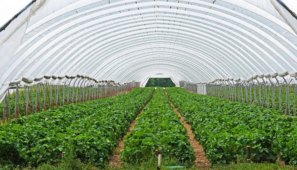 cara menanam strawberry di dataran rendah