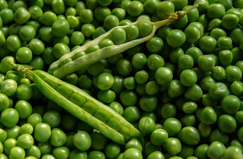 kecambah terbuat dari kacang hijau
