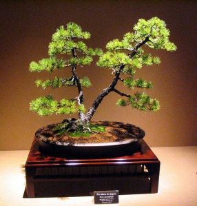 mengenal bentuk bonsai