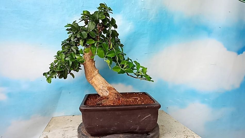 bonsai sisir kaliage