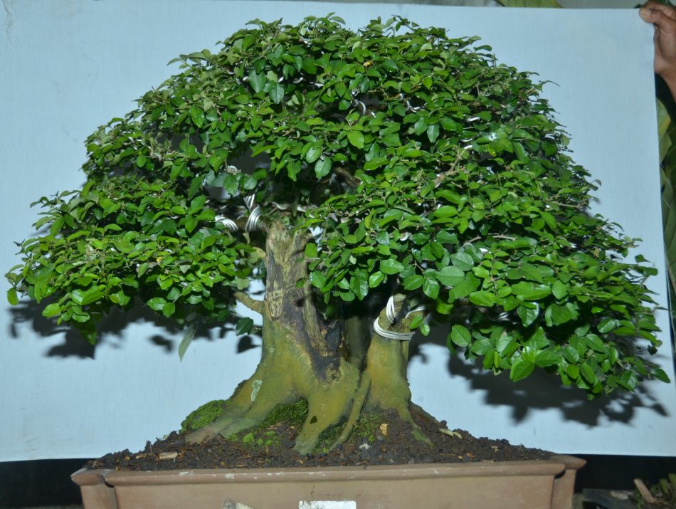 bonsai kaliage termahal