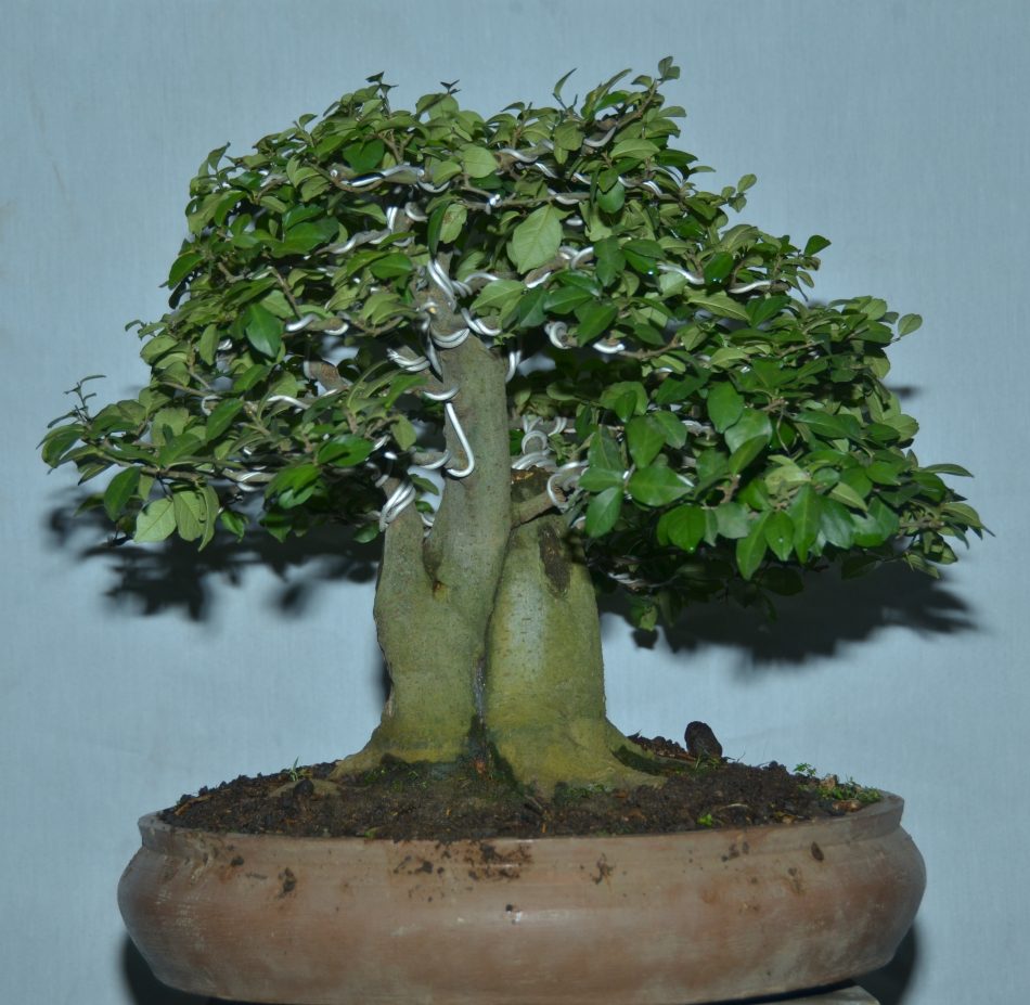 bonsai sisir kaliage