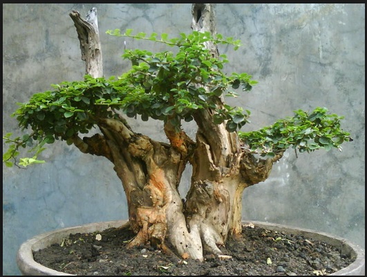bonsai sisir