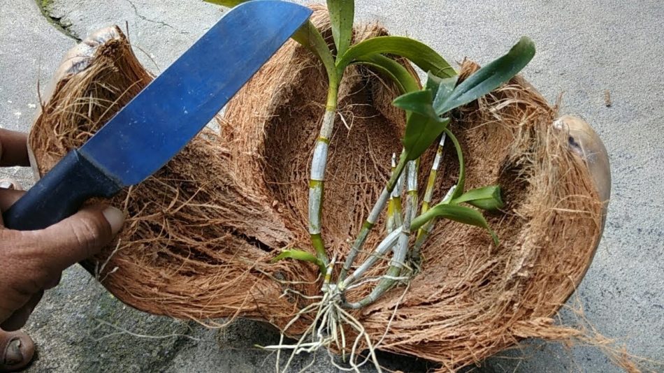 cara-menanam-anggrek-dengan-sabut-kelapa
