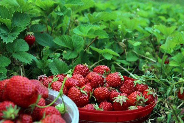 cara menanam strawberry