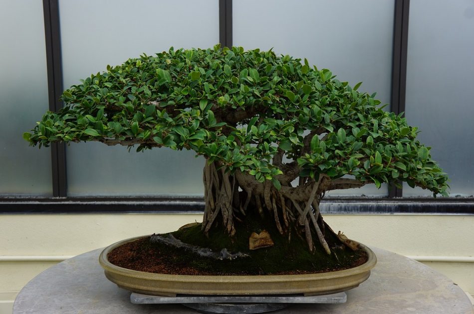 cara merawat bonsai beringin