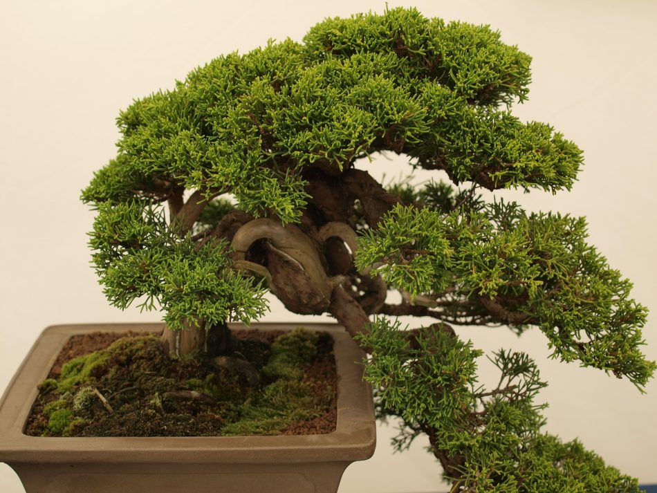 gambar gaya bonsai