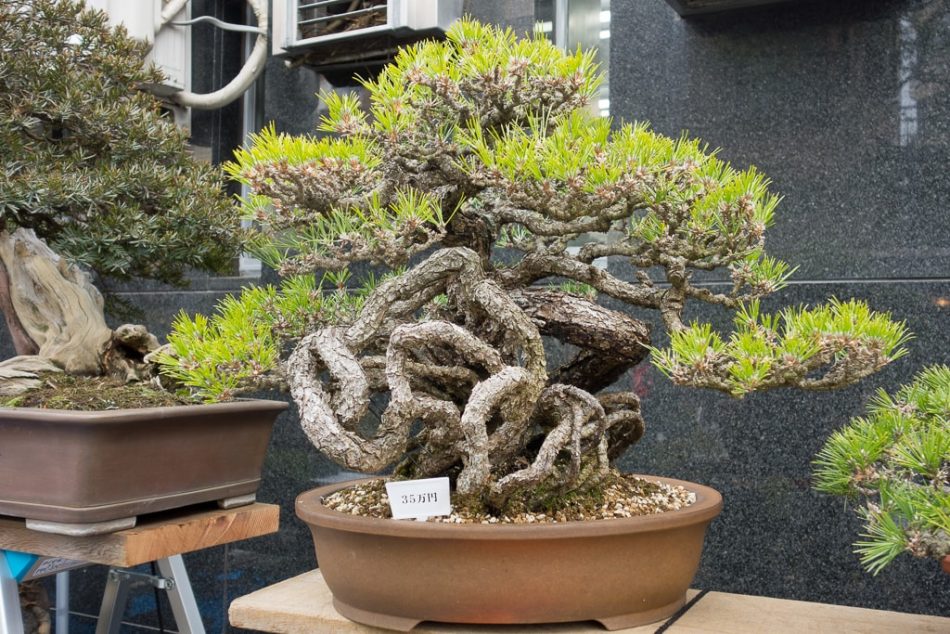 gaya bonsai exposed root