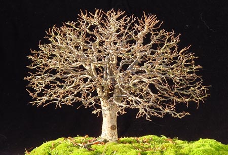bonsai gaya sapu (hokidachi)