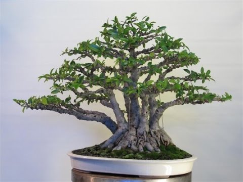 gaya bonsai kabudachi