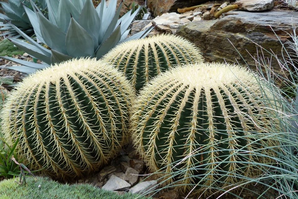 jenis tanaman kaktus Echinocactus grusonii