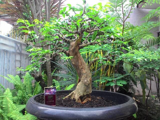 bonsai anting putri ukuran medium