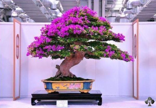 harga bonsai bunga kertas