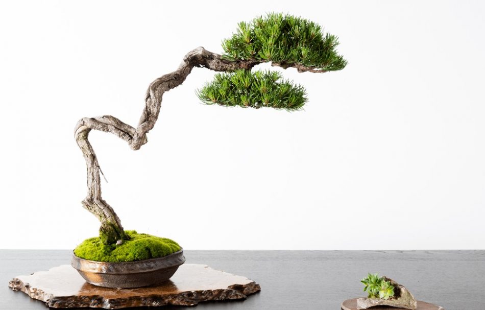 gaya bonsai life style