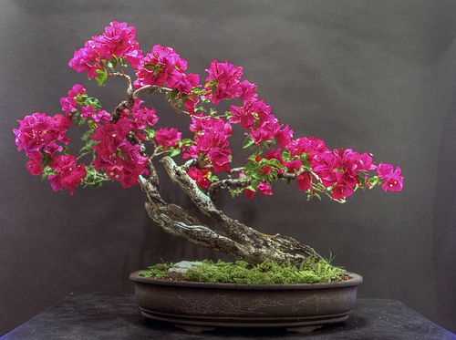 bentuk bonsai bougenville