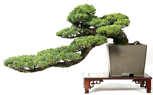 gaya bonsai semi cascade style