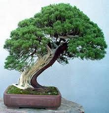 shakan style bonsai (miring)